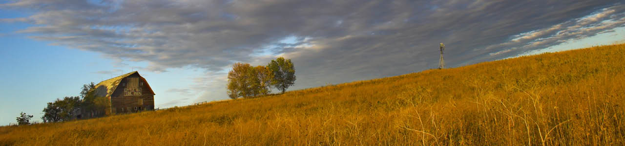 A field of tall, dry grass. A large barn, 5 trees, and a windmill stand in the background from left to right.