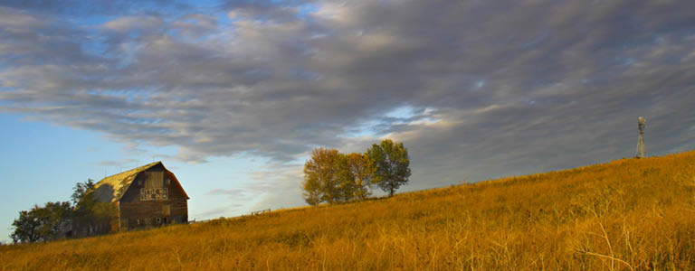 A field of tall, dry grass. A large barn, 5 trees, and a windmill stand in the background from left to right.