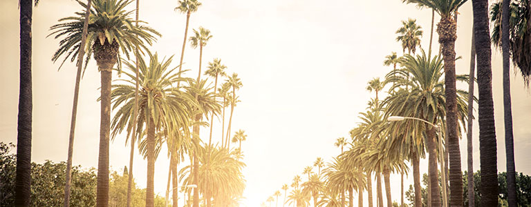 Two rows of palm trees line a street at sunset.