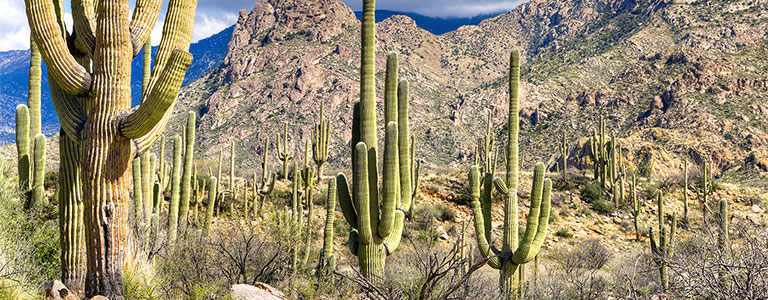 A group of cacti grow before a rocky desert.