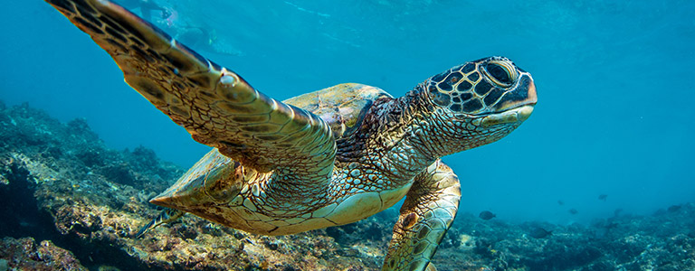 A close-up of a sea turtle near the sea floor.