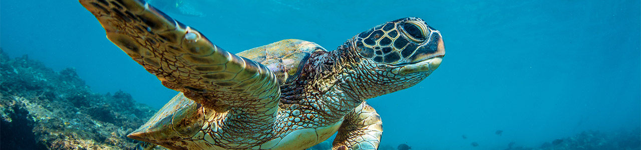 A close-up of a sea turtle near the sea floor.