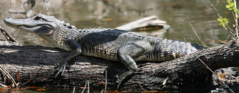 An alligator rests on a fallen log.