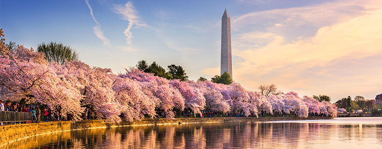 Cherry blossom trees bloom in front of the Washington Memorial.