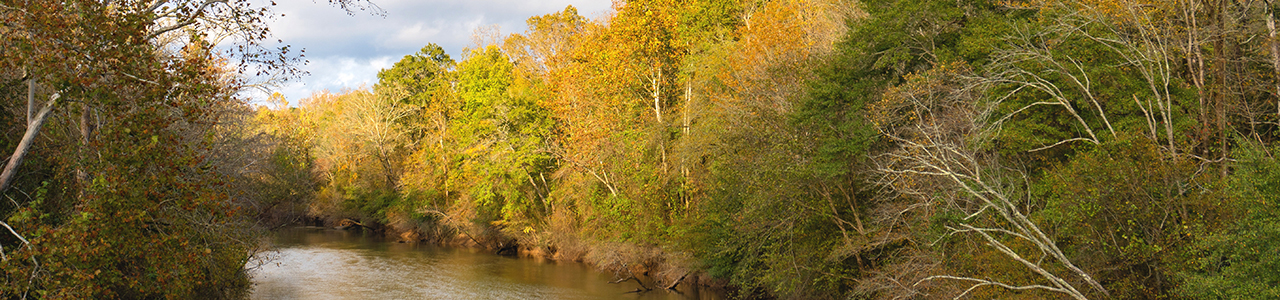 A river runs through a forest.