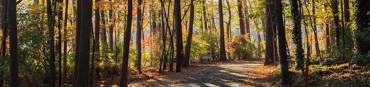 A forested hiking trail covered in autumn leaves.