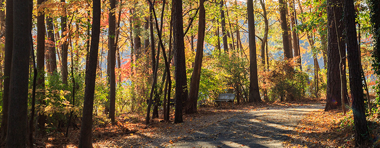 A forested hiking trail covered in autumn leaves.