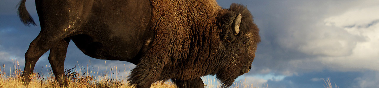 The sideways profile of a grazing bison.