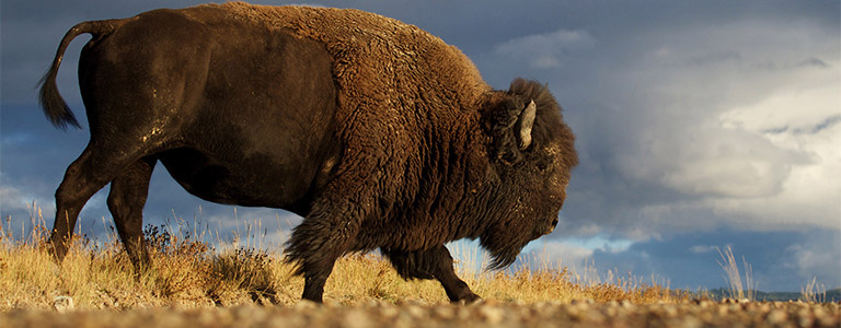 The sideways profile of a grazing bison.