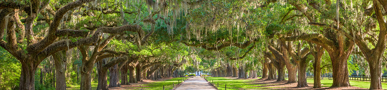 Two rows of trees line a pathway to a manor house.