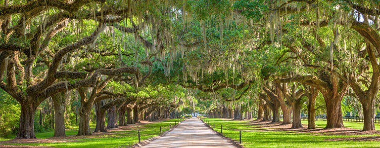 Two rows of trees line a pathway to a manor house.