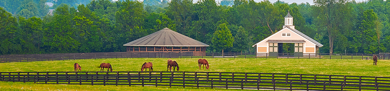 Siz horses graze in a grassy field in front of their stable.
