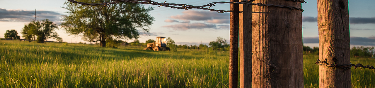 A wheat field with a tractor in the background.