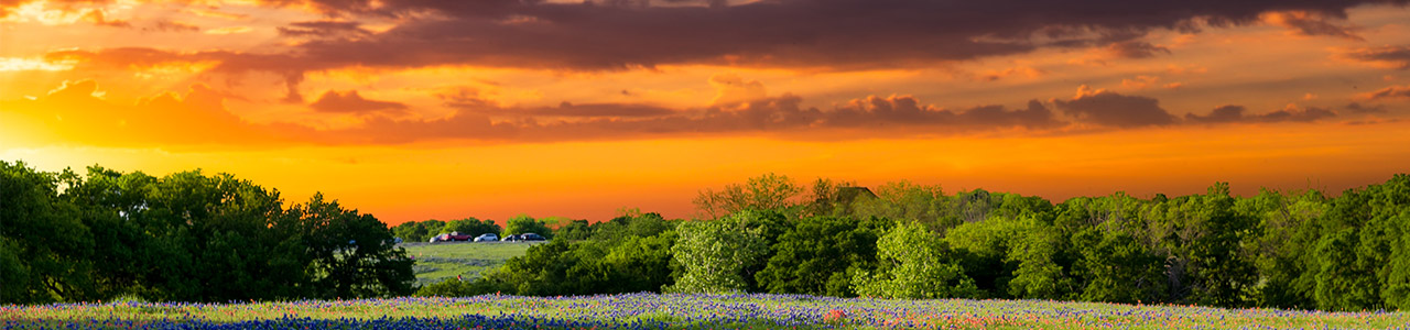 The sun sets of a field of bluebonnets.