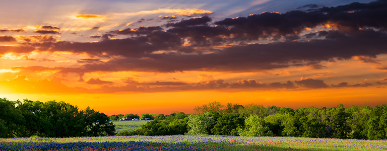 The sun sets on a field of bluebonnets.