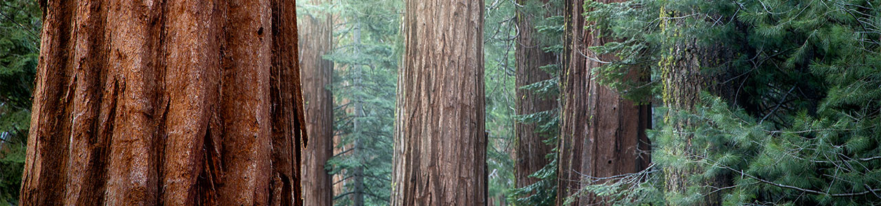 A misty redwood forest.