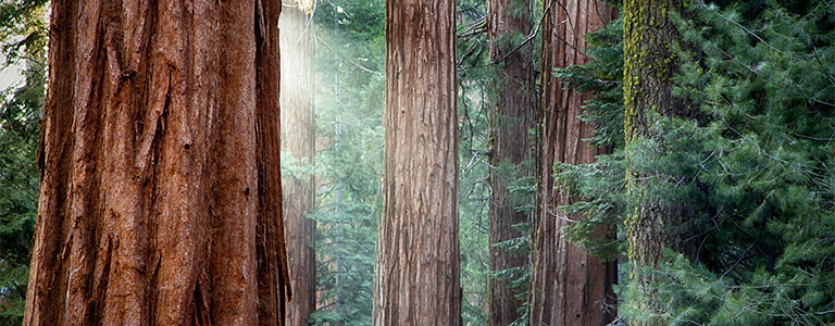 A misty redwood forest.