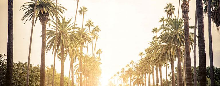 Two rows of palm trees line a street at sunset.