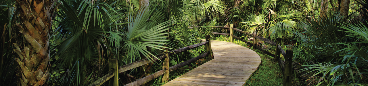 A wooden pathway along a lush wilderness.